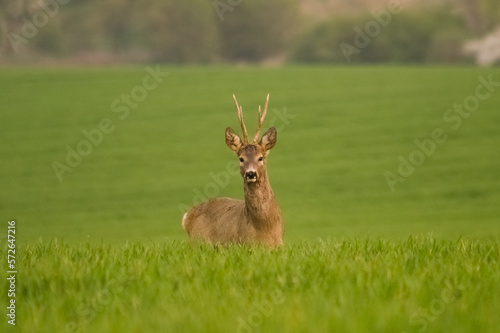 Roe deer in rut in wildlife nature spring  summer  Slovakia 