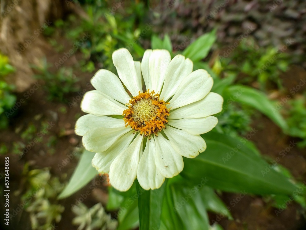 Macro image of Beautiful white zinnia growing and blooming in the front yard garden. Leaves as background with selective focus. Macro image of Beautiful white zinnia growing and blooming in the front yard garden. Leaves as background with selective focus.