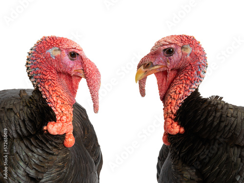 portrait turkey isolated on white background