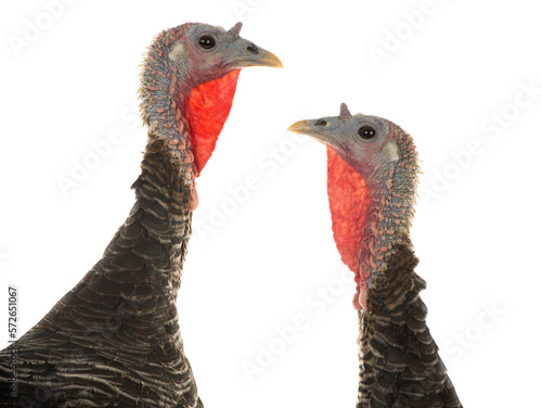 portrait turkey isolated on white background