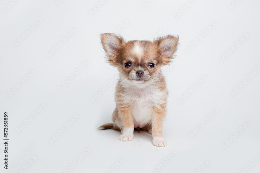 chihuahua puppy on a white background