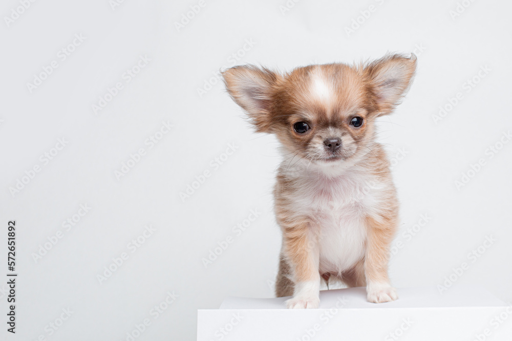 chihuahua puppy on a white background chihuahua puppy on a white background