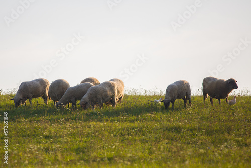 a flock of sheep in a field on a summer day