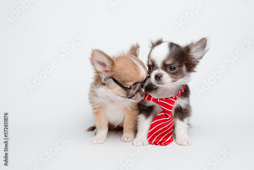 chihuahua puppies with glasses and tie on a white background  business and school concept