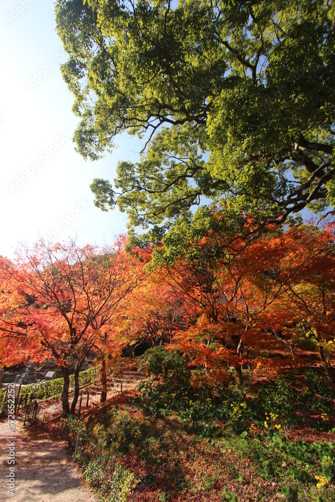 Naklejka premium 紅葉(モミジ)日本 #秋 #紅葉 #モミジ コピースペース