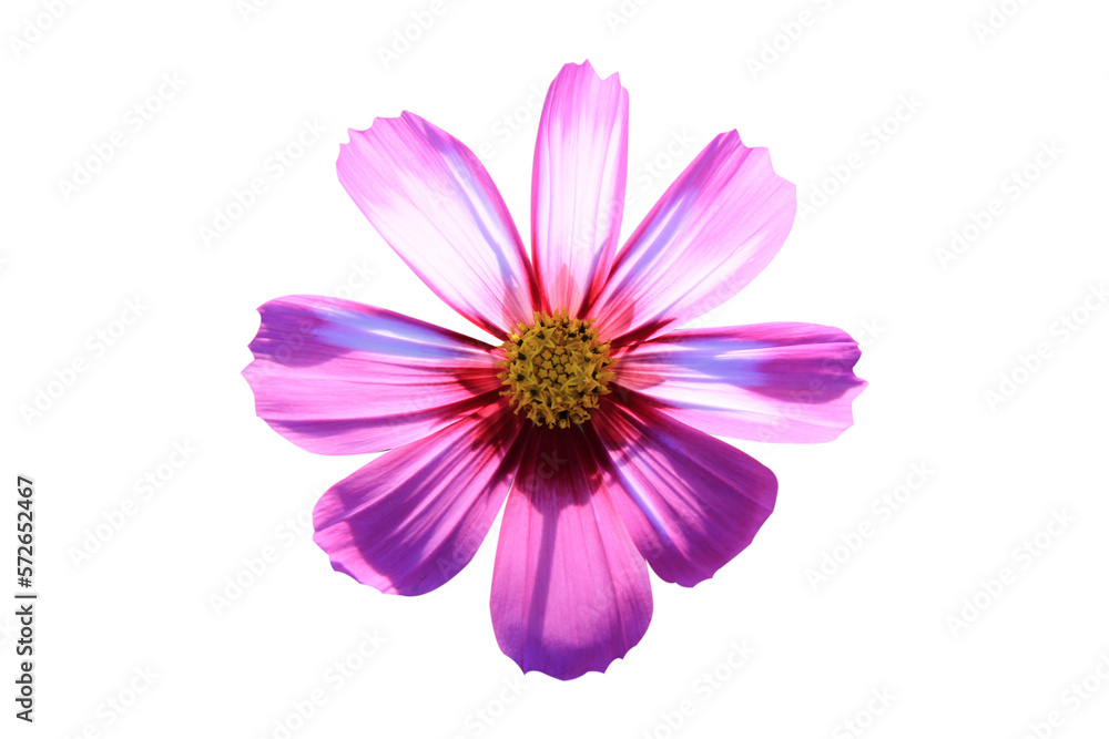 cosmos flower isolated on white background.