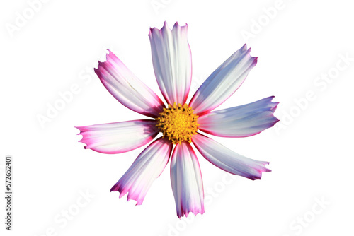 white and pink cosmos flower isolated on white background.