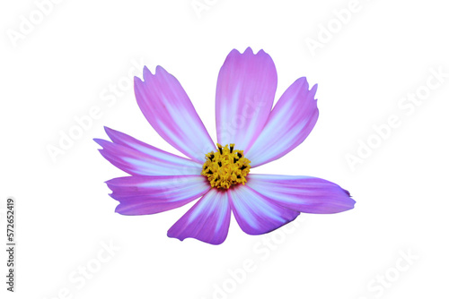 pink and white cosmos flower isolated on white background.