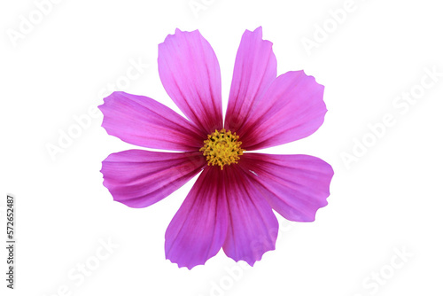 pink cosmos flower isolated on white background.