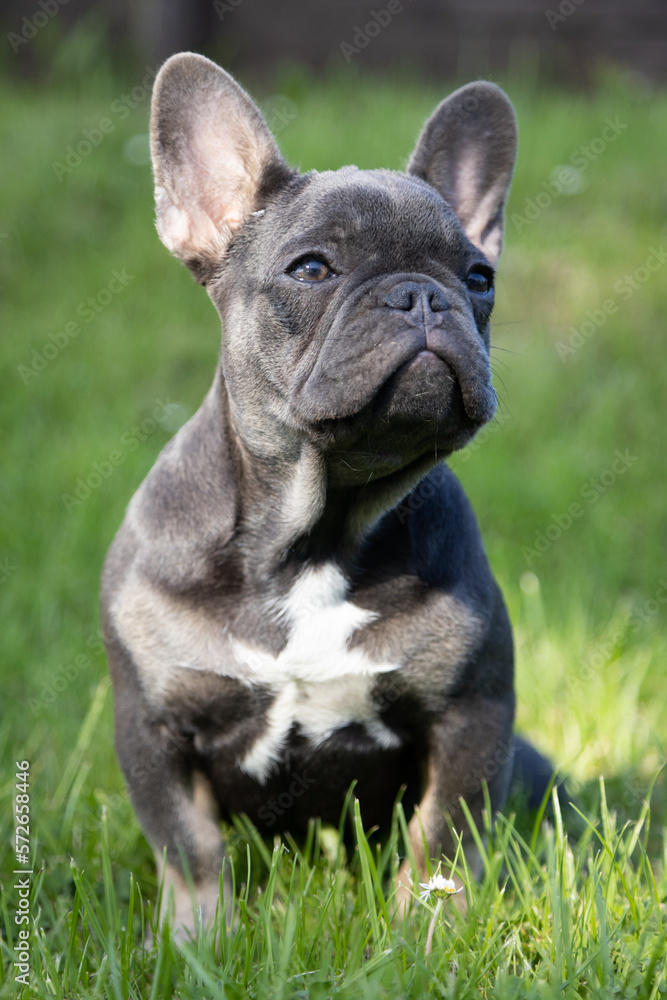portrait of a young female frenchie sitting on grass.