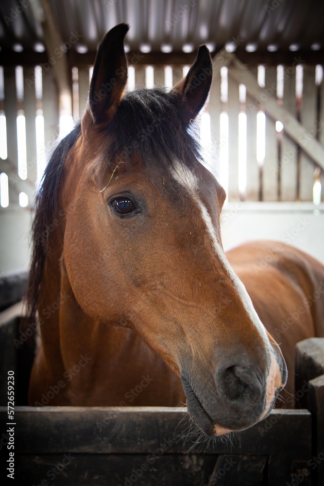 Fototapeta premium Bay Arab gelding in stable.