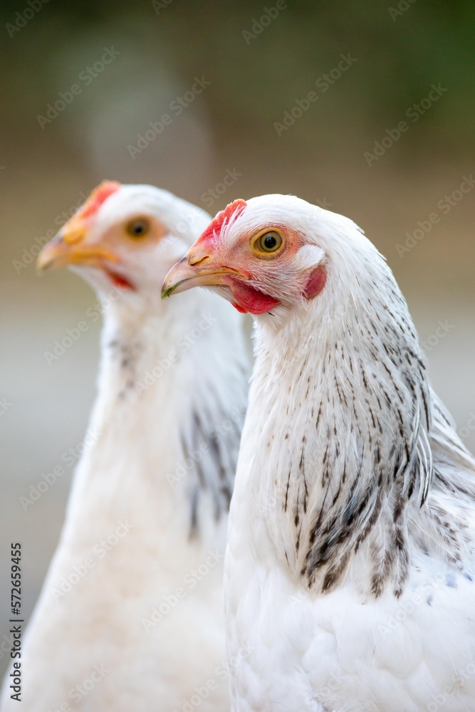 portrait of two chickens outside. 