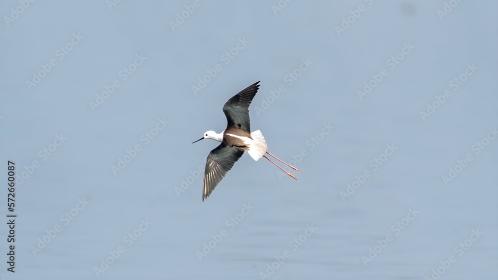 The black-winged stilt (Himantopus himantopus) The black-winged stilt (Himantopus himantopus)