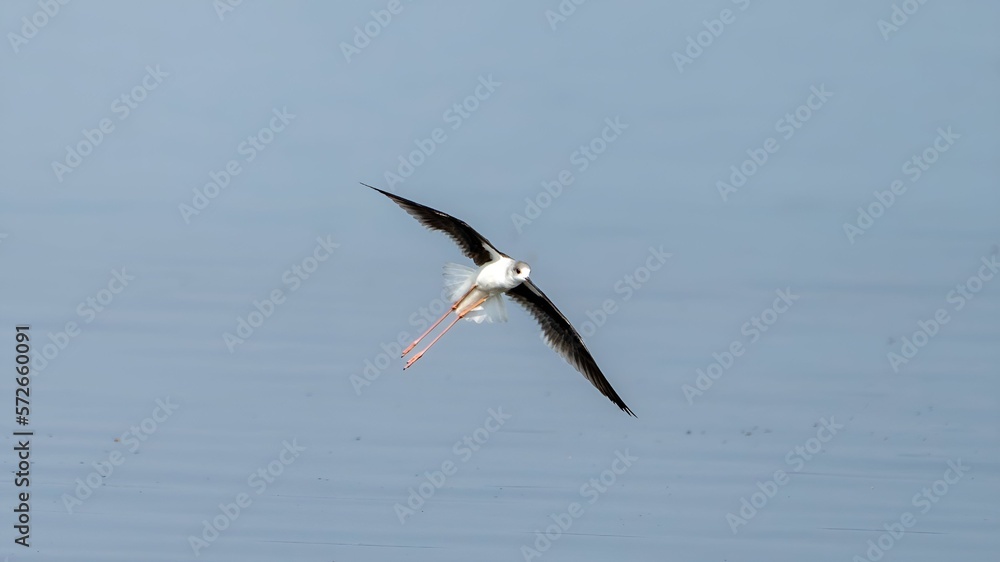 The black-winged stilt (Himantopus himantopus) The black-winged stilt (Himantopus himantopus)