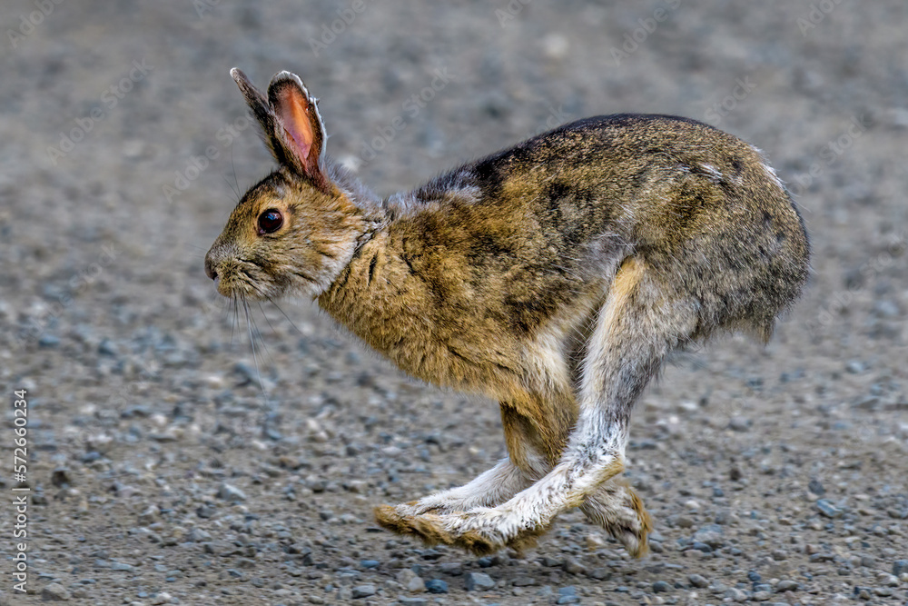 Obraz premium Hare