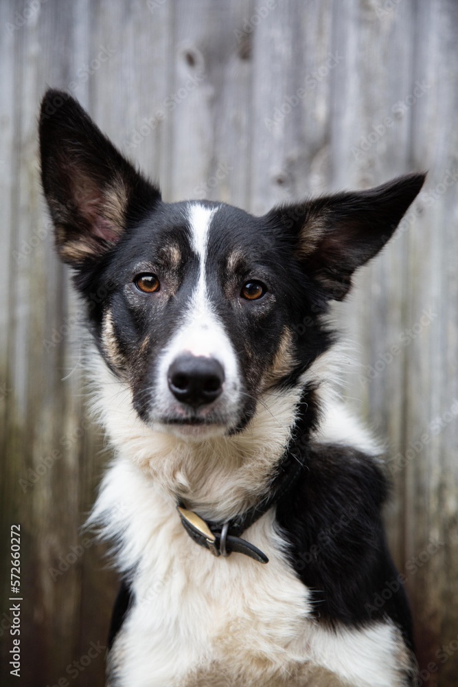 Portrait of a border Collie dog with big ears. wooden door texture background.