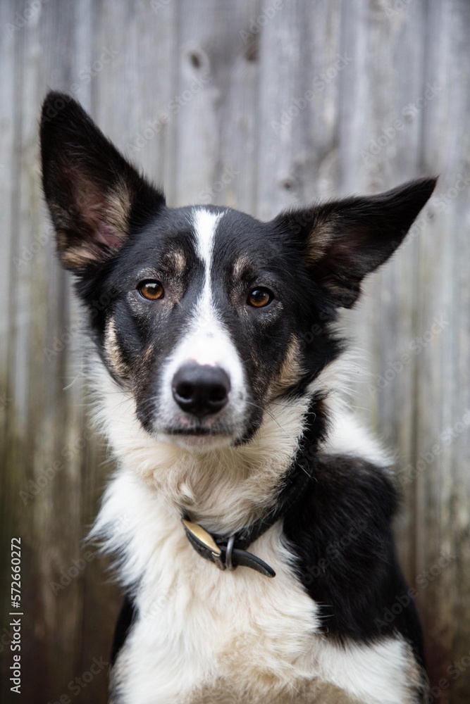Portrait of a border Collie dog with big ears. wooden door texture background. Portrait of a border Collie dog with big ears. wooden door texture background.