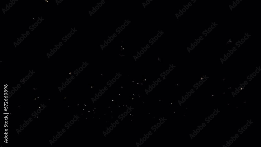 Flying Sparrows 3D Animation With Alpha Video Flying Sparrows 3D Animation With Alpha Video