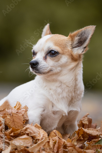 portrait of a chihuahua sitting in autumn leaves.