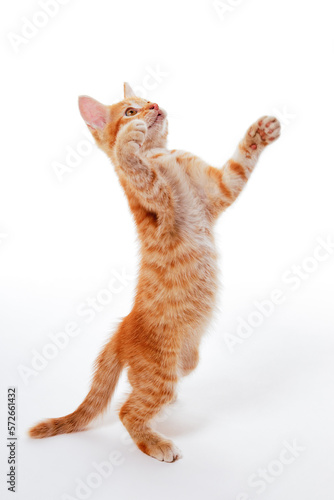 Ginger kitten standing on its hind legs and catching something above