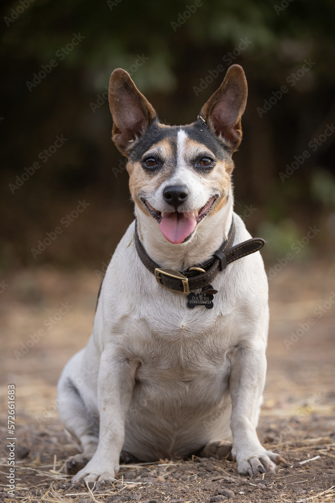 jack Russell terrier sitting outside on a farm. 