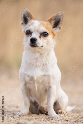 Portrait of a chihuahua dog sitting outside. 