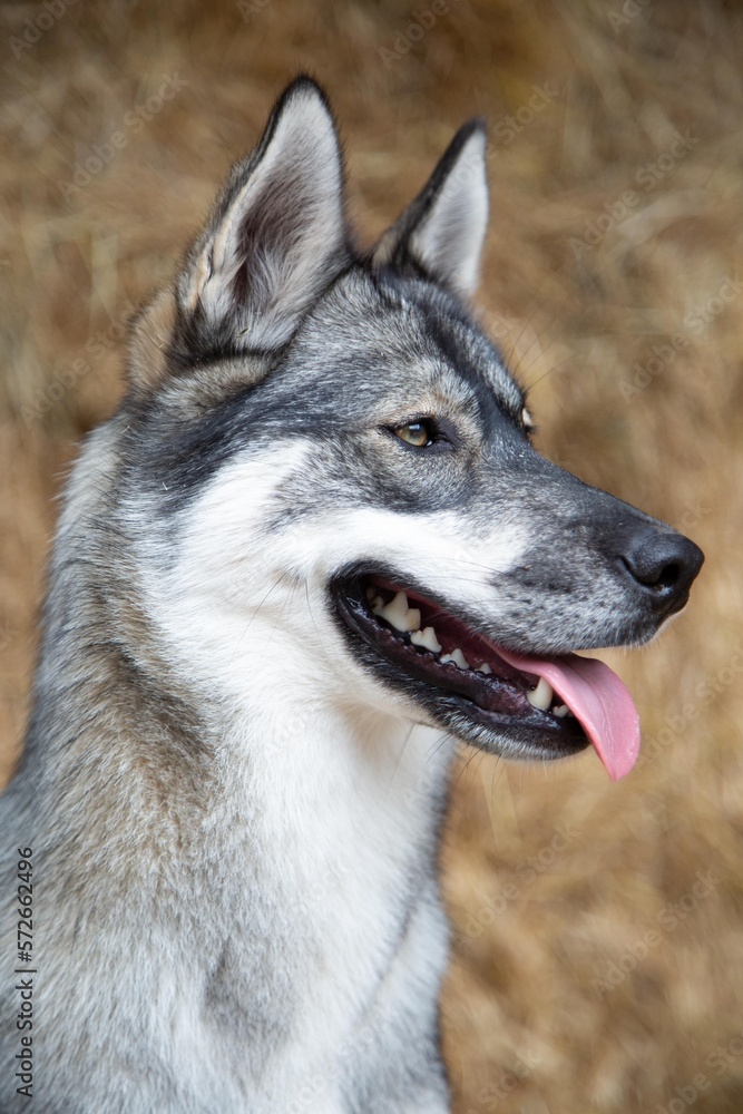 Portrait of a Siberian Husky dog.