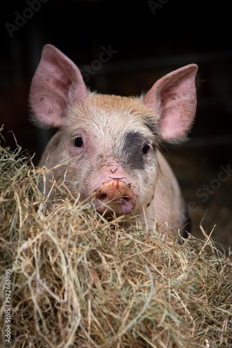 Pig looking forward behind hay in a barn.