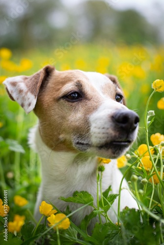 Brown and white Jack Russell Terrier dog amongst buttercups.