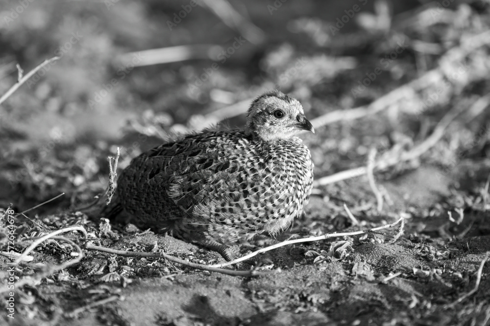 Mono Swainson spurfowl on sand watching camera Mono Swainson spurfowl on sand watching camera