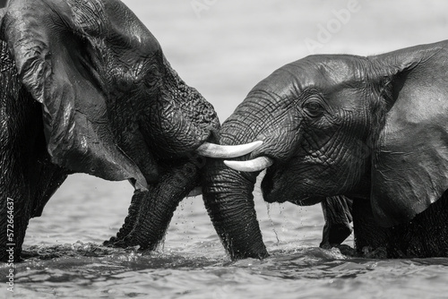 Photography Mono close-up of elephants wrestling in river