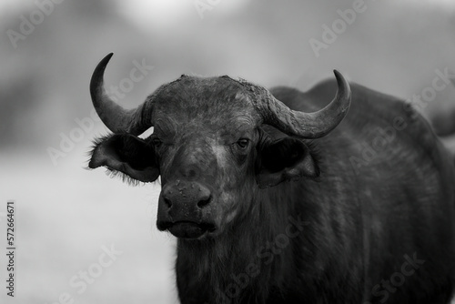 Mono close-up of male Cape buffalo staring