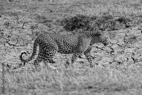 Mono female leopard crosses riverbed in sunshine