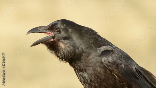Common raven black bird with open mouth  black raven call  Corvus corax