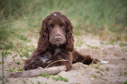 Chocolate cocker spaniel puppy at the beach.