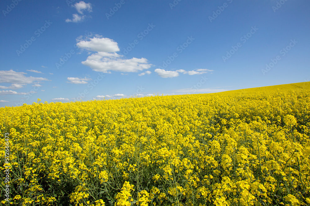 Rapeseed oil grown in UK with sunny blue sky backgroune. Also known as Canola oil in USA. 