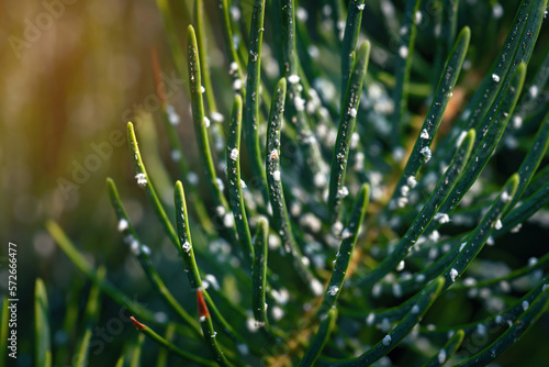 Foto Adelges insect which feed on conifers