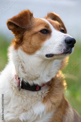 Red and white welsh collie.