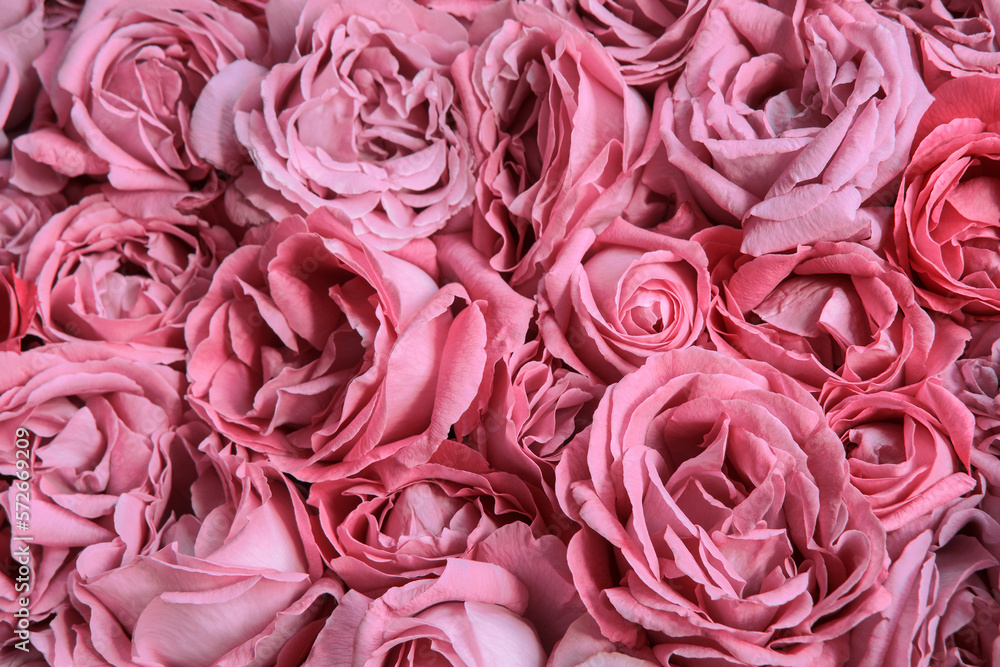 Natural background of rose petals Natural background of rose petals
