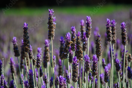 field of lavender