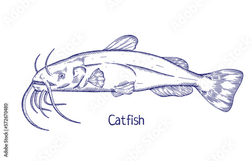Catfish, etched vintage drawing of fish, freshwater animal. Outlined contoured engraved black and white species with whiskers drawn in retro style. Detailed handdrawn vector illustration isolated