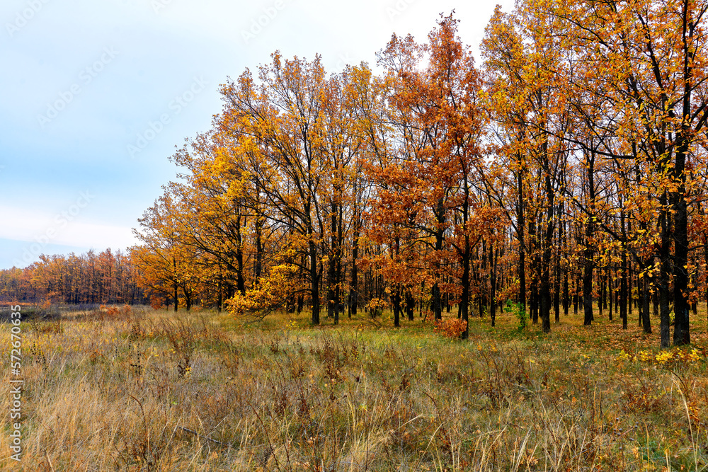 autumn beautiful forest in october