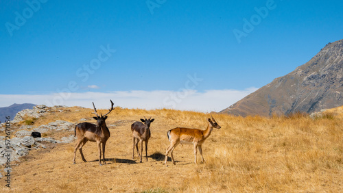 Deers in Queenstown with sky