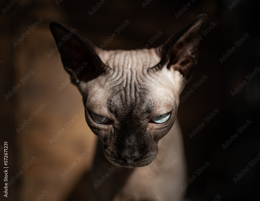 Angry bald cat with ominous stare