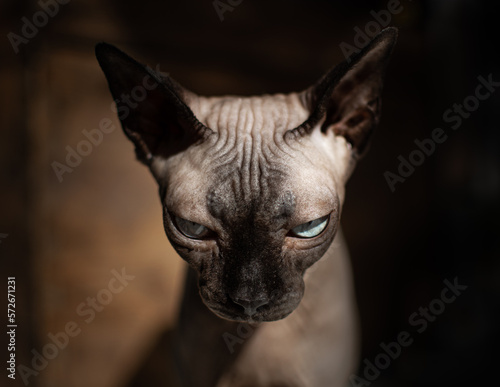 Angry bald cat with ominous stare