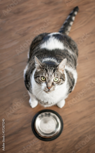 Obese cat begging for food - overfed pet   photo