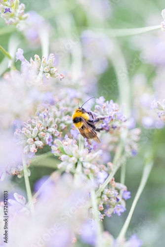 bee on a flower © Mark