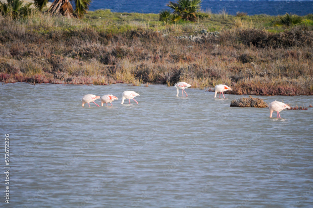 The beautiful bird Flamingo in the natural environment in Lady's Mile Limassol

