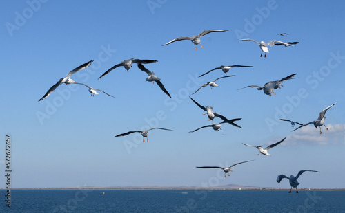 Seascape with seagulls flying in the sky