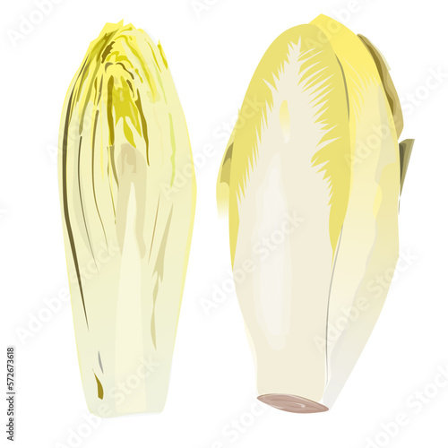 vector-endive-isolated-on-white-background